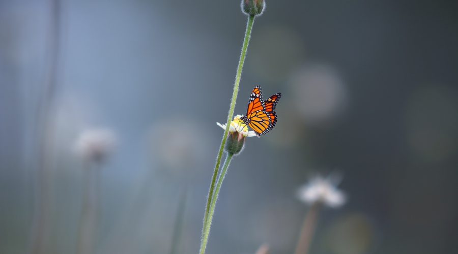 The Monarch Ultra:  Synchronize the Butterflies