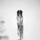 Feather