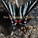 Rainbows & Butterflies